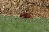 SETTER IRLANDAIS 151
